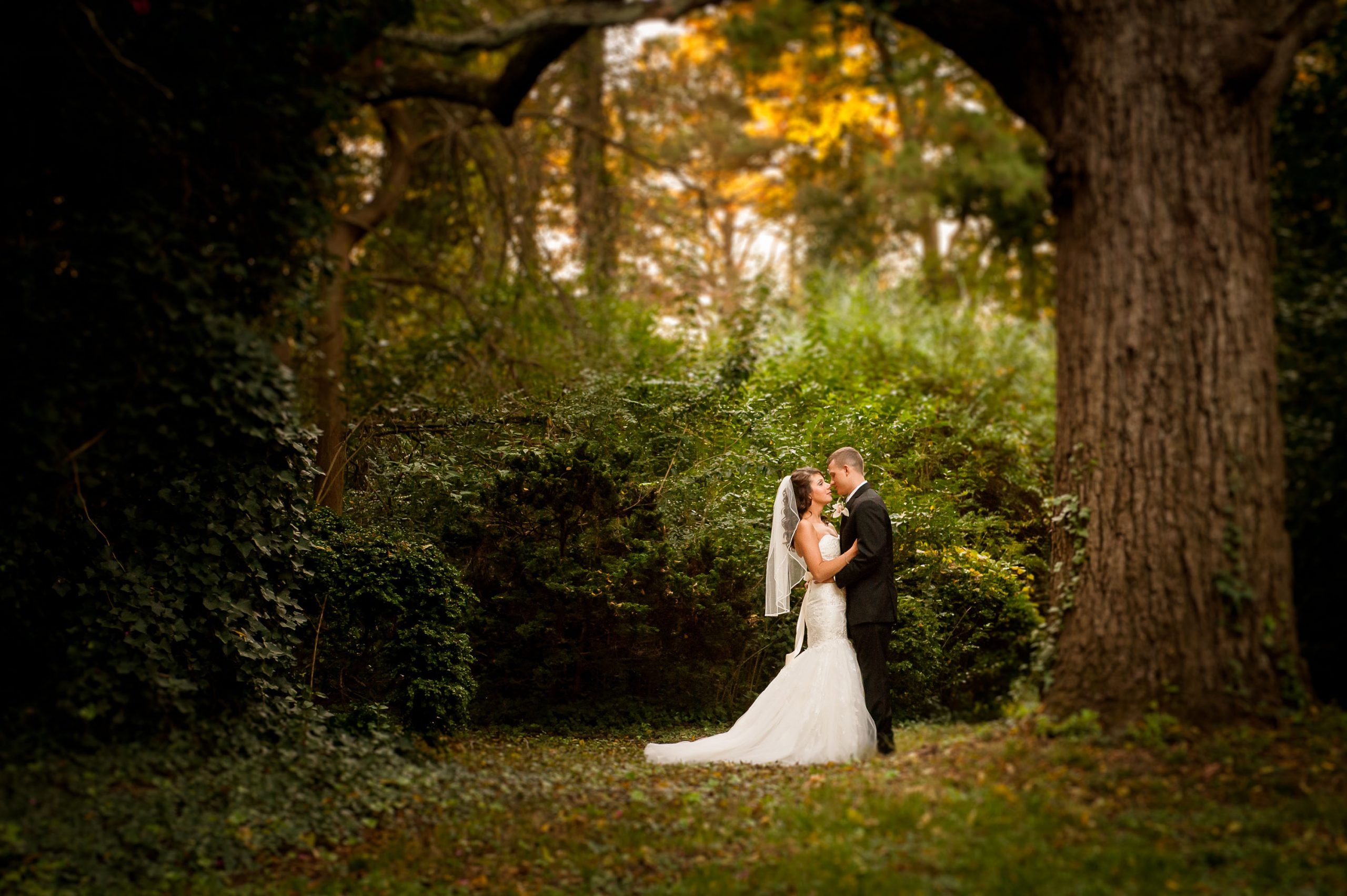 bride groom under tree wedding romance